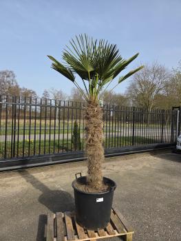 Hanfpalme-Trachycarpus-Wagnerianus-30